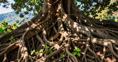 understanding decentralization s true impact
